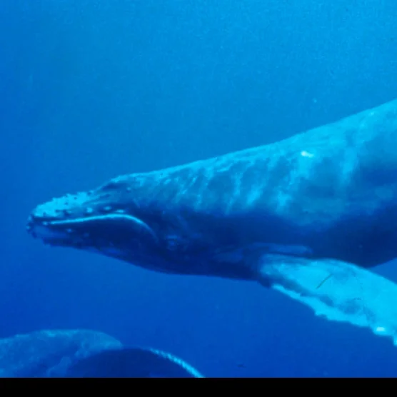 Nature - Humpback Whales